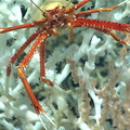 Squat Lobster perches on desmophyllum pertusum coral east of the Florida Atlantic, USA